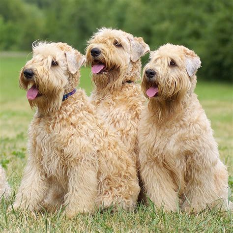 The <b>Wheaten</b> is a low-shedding dog, well-suited for anyone looking for a cheerful and lively companion. . Wheaten puppies for sale